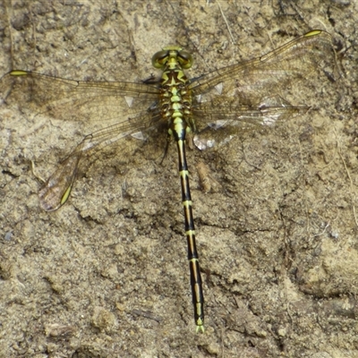 Austrogomphus guerini (Yellow-striped Hunter) at Ridgeway, TAS - 22 Dec 2024 by VanessaC