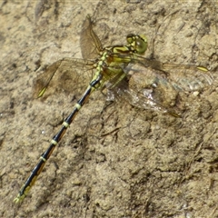 Austrogomphus guerini at Ridgeway, TAS - 22 Dec 2024