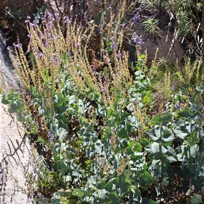 Veronica perfoliata at Tharwa, ACT - 19 Dec 2024 by Clarel