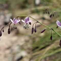 Arthropodium milleflorum at Tharwa, ACT - 19 Dec 2024 by Clarel