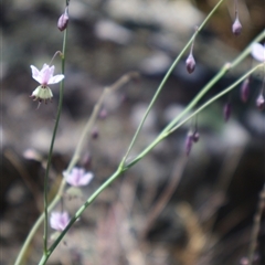 Arthropodium milleflorum at Tharwa, ACT - 20 Dec 2024 10:06 AM