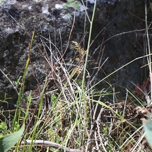 Arthropodium milleflorum at Tharwa, ACT - 20 Dec 2024 10:06 AM