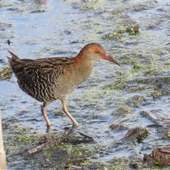 Lewinia pectoralis (Lewin's Rail) at Fyshwick, ACT - 22 Dec 2024 by BenW