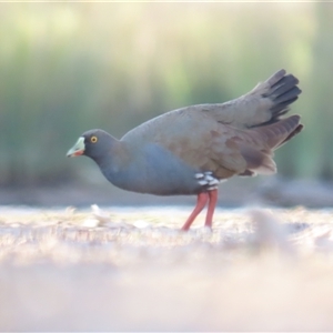 Tribonyx ventralis (Black-tailed Nativehen) at Throsby, ACT by BenW