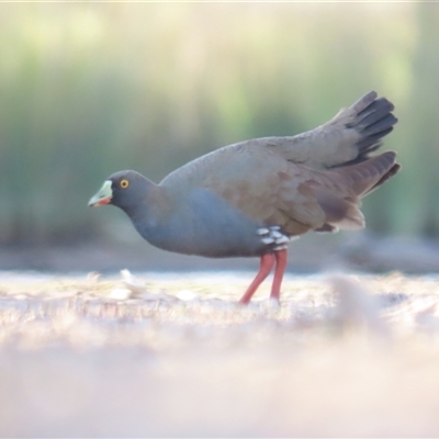 Tribonyx ventralis (Black-tailed Native-hen) at Throsby, ACT - 3 Nov 2024 by BenW