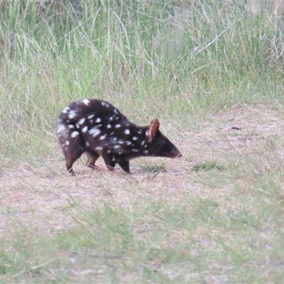 Dasyurus viverrinus (Eastern Quoll) at Throsby, ACT - 3 Nov 2024 by BenW