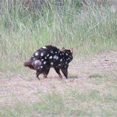 Dasyurus viverrinus at Throsby, ACT - 3 Nov 2024