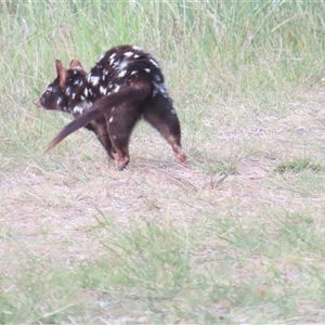 Dasyurus viverrinus at Throsby, ACT - 3 Nov 2024