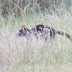 Dasyurus viverrinus at Throsby, ACT - 3 Nov 2024 05:12 PM