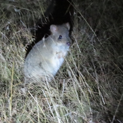 Perameles nasuta at Forde, ACT - 2 Jun 2024 by BenW