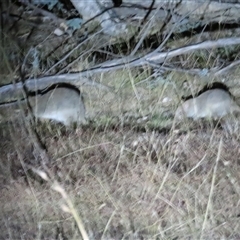 Bettongia gaimardi at Forde, ACT - 2 Jun 2024