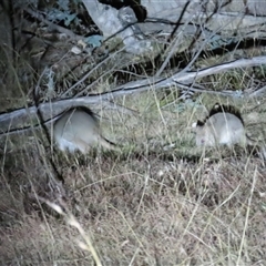 Bettongia gaimardi at Forde, ACT - 2 Jun 2024 06:13 PM