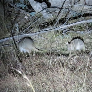 Bettongia gaimardi at Forde, ACT - 2 Jun 2024