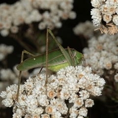 Phaneropterinae (subfamily) (Leaf Katydid, Bush Katydid) at Bungonia, NSW - 22 Dec 2024 by AlisonMilton