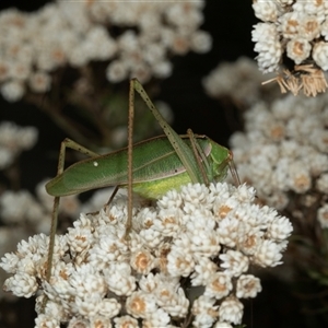 Phaneropterinae (subfamily) (Leaf Katydid, Bush Katydid) at Bungonia, NSW by AlisonMilton