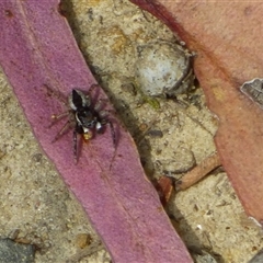 Jotus sp. (genus) (Unidentified Jotus Jumping Spider) at Ridgeway, TAS - 22 Dec 2024 by VanessaC