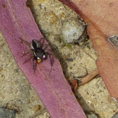 Jotus sp. (genus) (Unidentified Jotus Jumping Spider) at Ridgeway, TAS - 22 Dec 2024 by VanessaC