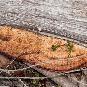 Unidentified Shelf-like to hoof-like & usually on wood at Bungonia, NSW by AlisonMilton