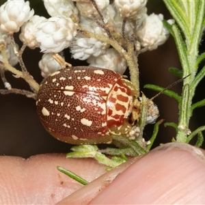 Paropsis geographica at Bungonia, NSW - 22 Dec 2024 10:02 AM