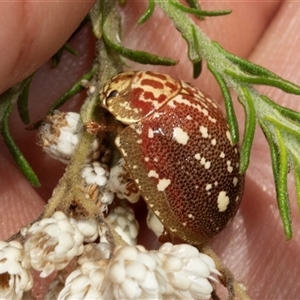 Paropsis geographica at Bungonia, NSW - 22 Dec 2024