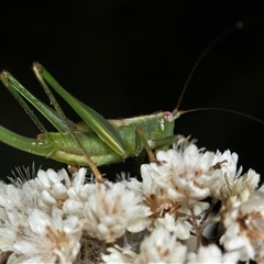 Conocephalomima barameda (False Meadow Katydid, Barameda) at Bungonia, NSW - 22 Dec 2024 by AlisonMilton