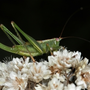 Conocephalomima barameda (False Meadow Katydid, Barameda) at Bungonia, NSW by AlisonMilton