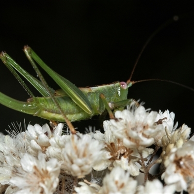 Conocephalomima barameda (False Meadow Katydid, Barameda) at Bungonia, NSW - 22 Dec 2024 by AlisonMilton