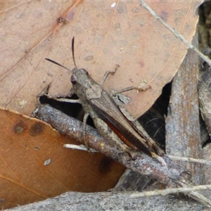 Unidentified Grasshopper (several families) at Ridgeway, TAS by VanessaC