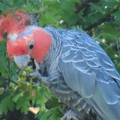 Callocephalon fimbriatum (identifiable birds) (Gang-gang Cockatoo (named birds)) at Forrest, ACT - 20 Dec 2024 by RobParnell