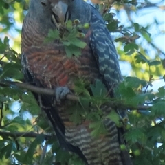 Callocephalon fimbriatum (identifiable birds) at Forrest, ACT - 20 Dec 2024