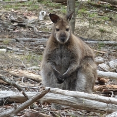 Notamacropus rufogriseus at Ridgeway, TAS - 22 Dec 2024 by VanessaC