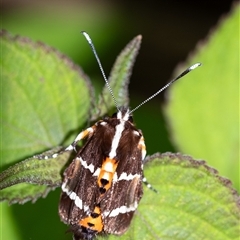 Hecatesia fenestrata (Common Whistling Moth) at Penrose, NSW - 22 Dec 2024 by Aussiegall