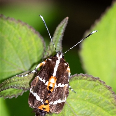 Hecatesia fenestrata (Common Whistling Moth) at Penrose, NSW - 22 Dec 2024 by Aussiegall