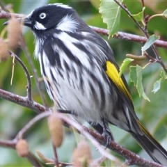 Phylidonyris novaehollandiae (New Holland Honeyeater) at Mount Stuart, TAS - 2 May 2023 by VanessaC