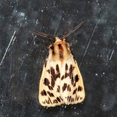 Ardices curvata (Crimson Tiger Moth) at Penrose, NSW - 17 Dec 2024 by Aussiegall