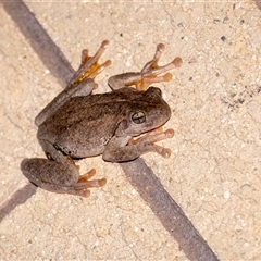 Litoria peronii at Penrose, NSW - 17 Dec 2024 by Aussiegall