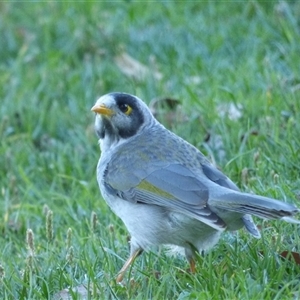 Manorina melanocephala at Rosny Park, TAS - 18 Apr 2023