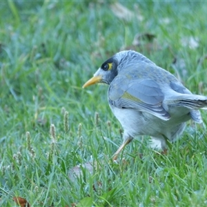 Manorina melanocephala at Rosny Park, TAS - 18 Apr 2023