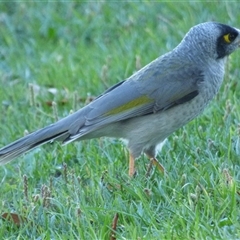 Manorina melanocephala at Rosny Park, TAS - 18 Apr 2023