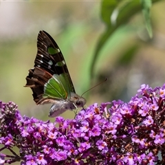 Graphium macleayanum (Macleay's Swallowtail) at Penrose, NSW - 15 Dec 2024 by Aussiegall