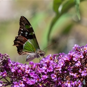 Papilio aegeus at Penrose, NSW by Aussiegall