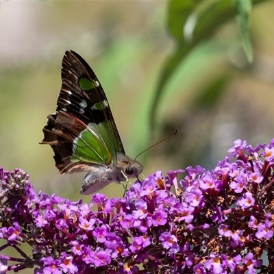 Graphium macleayanum (Macleay's Swallowtail) at Penrose, NSW - 15 Dec 2024 by Aussiegall