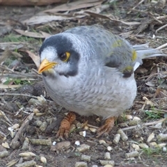 Manorina melanocephala at Brighton, TAS - 30 Apr 2023 by VanessaC