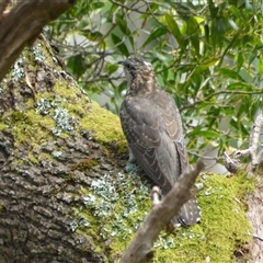 Cacomantis pallidus (Pallid Cuckoo) at Lorinna, TAS - 4 Dec 2022 by VanessaC