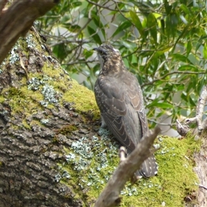 Cacomantis pallidus (Pallid Cuckoo) at Lorinna, TAS by VanessaC