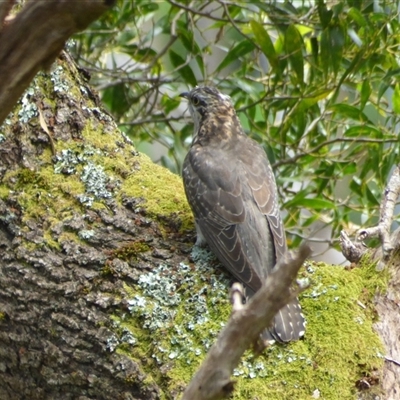 Cacomantis pallidus (Pallid Cuckoo) at Lorinna, TAS - 4 Dec 2022 by VanessaC