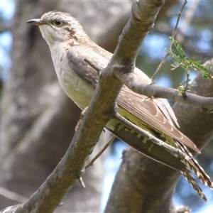 Cacomantis pallidus at Lorinna, TAS - 4 Dec 2022 11:22 AM