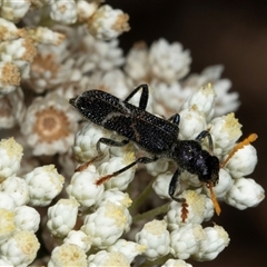 Scrobiger idoneus (Checkered beetle) at Bungonia, NSW - 21 Dec 2024 by AlisonMilton