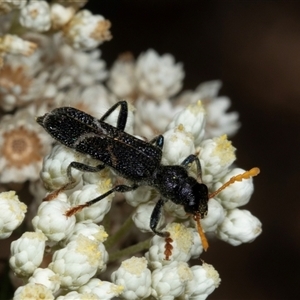 Scrobiger idoneus at Bungonia, NSW - 22 Dec 2024 10:49 AM