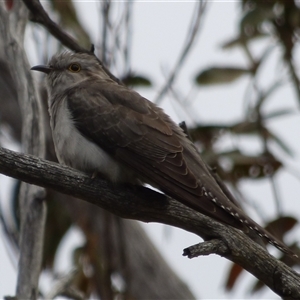 Cacomantis pallidus at West Hobart, TAS - 15 Dec 2023